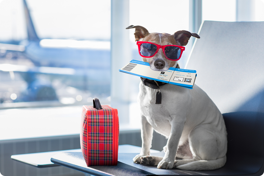 Pet Exporter
